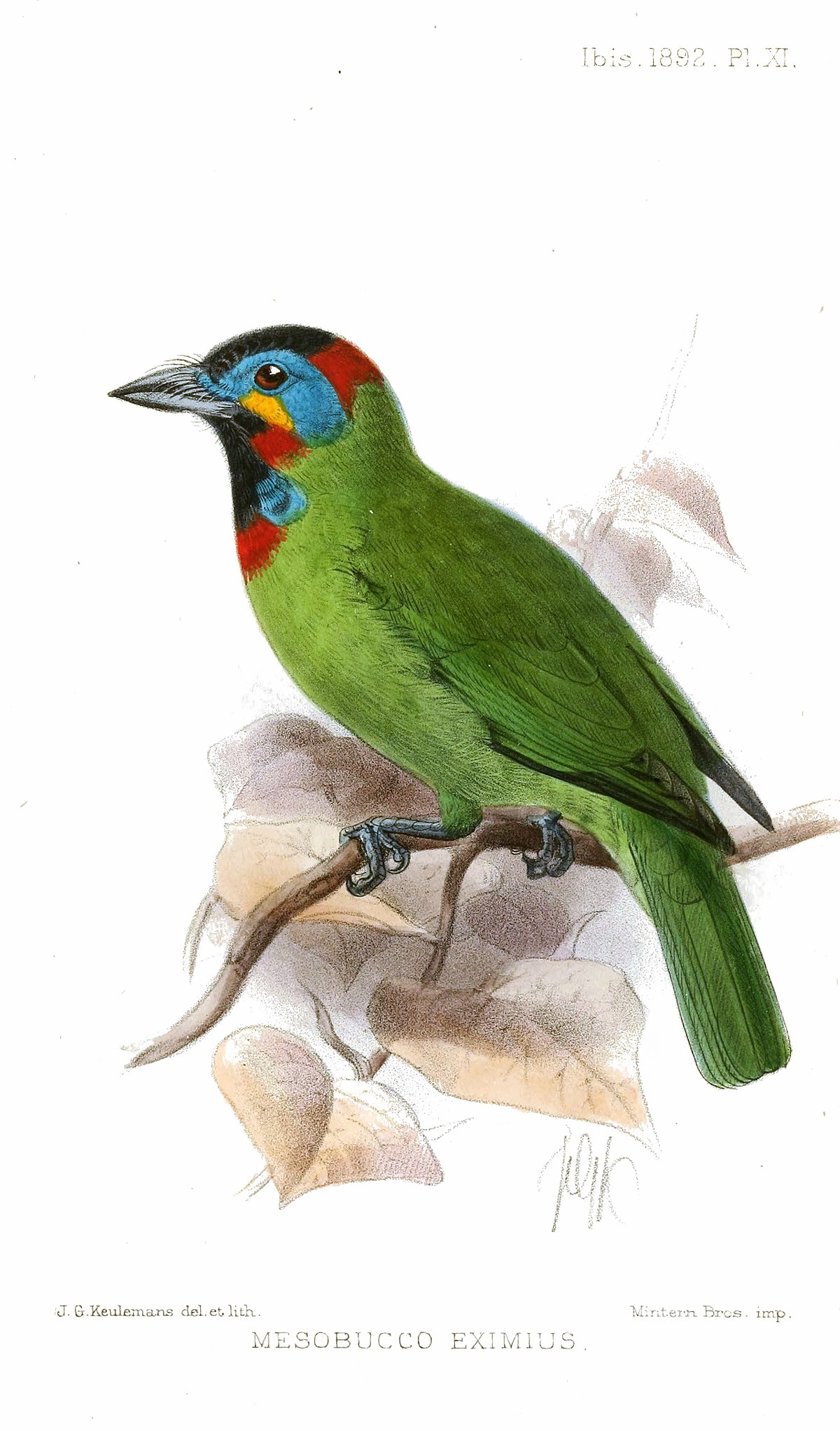 Bornean Barbet