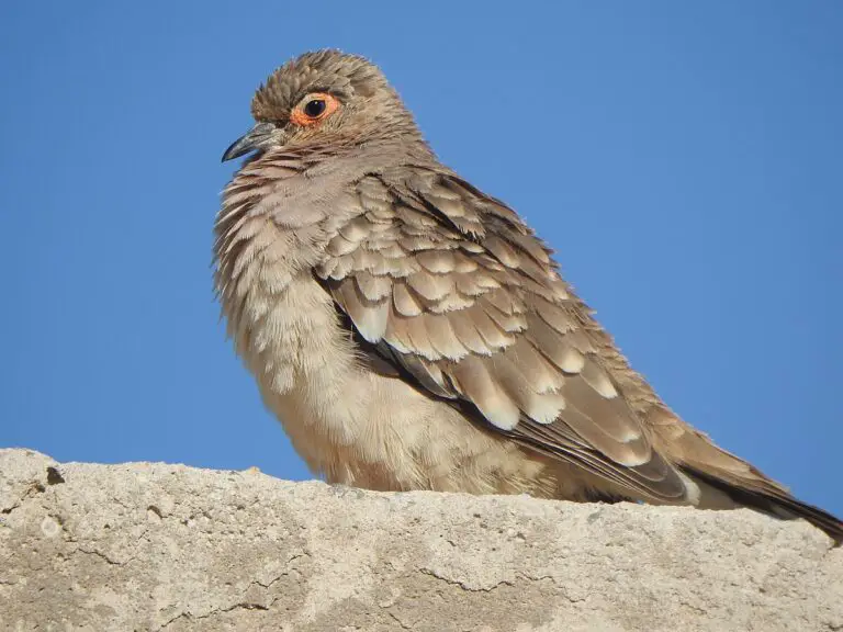 Bare-Faced Ground Dove