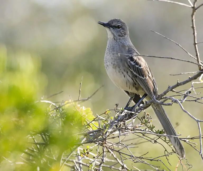 Bahama Mockingbird