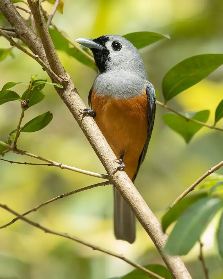 Black-Faced Monarch