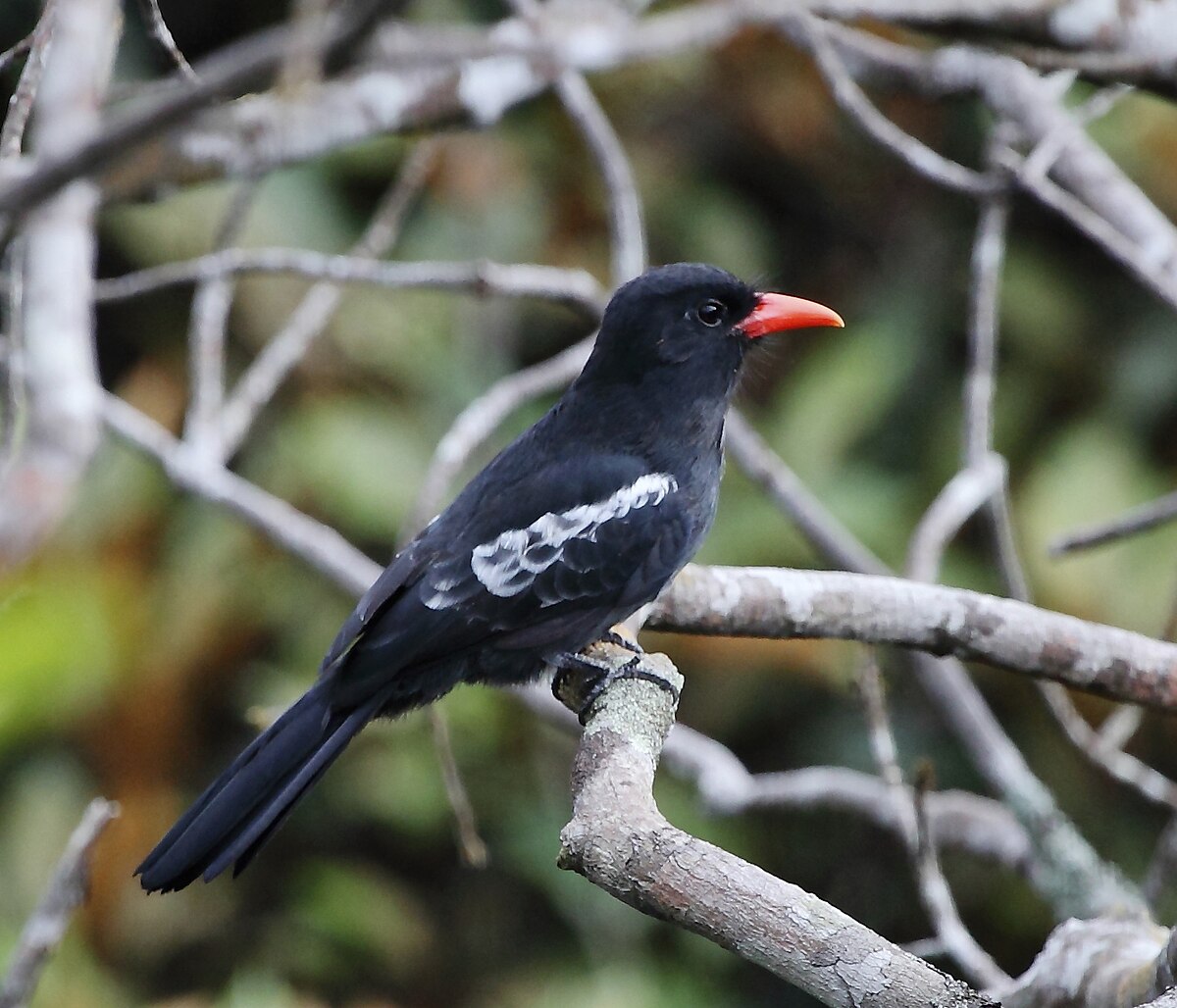 Black Nunbird