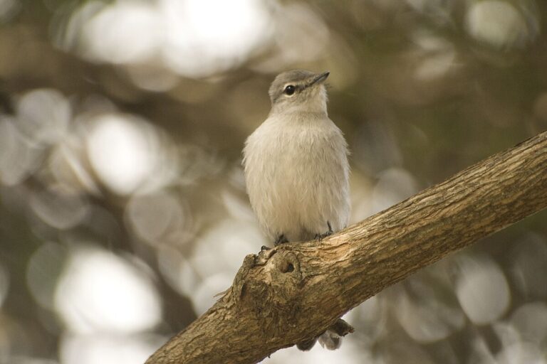 Ashy Flycatcher