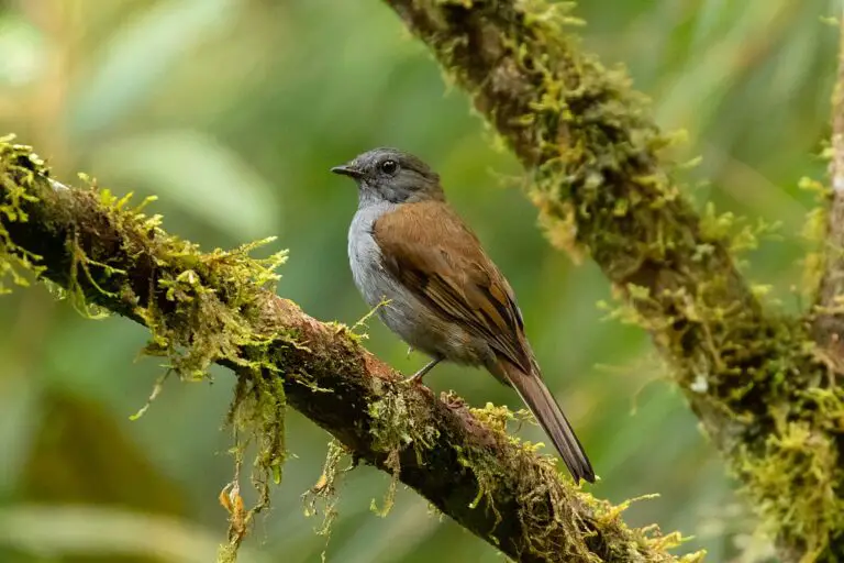 Andean Solitaire