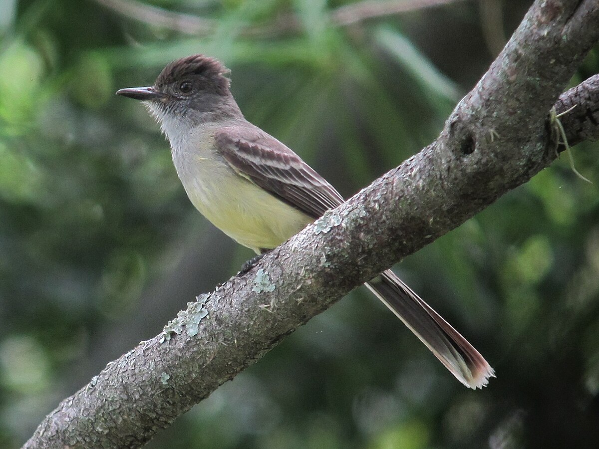 Apical Flycatcher