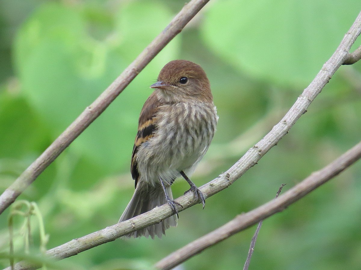 Bran-Colored Flycatcher