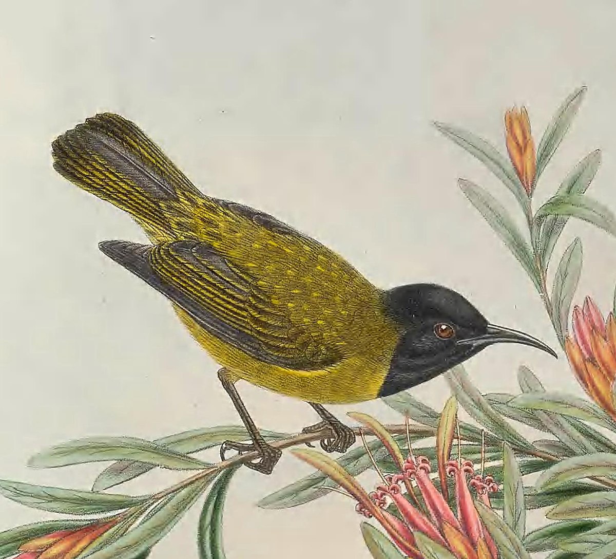 Black-Headed Myzomela