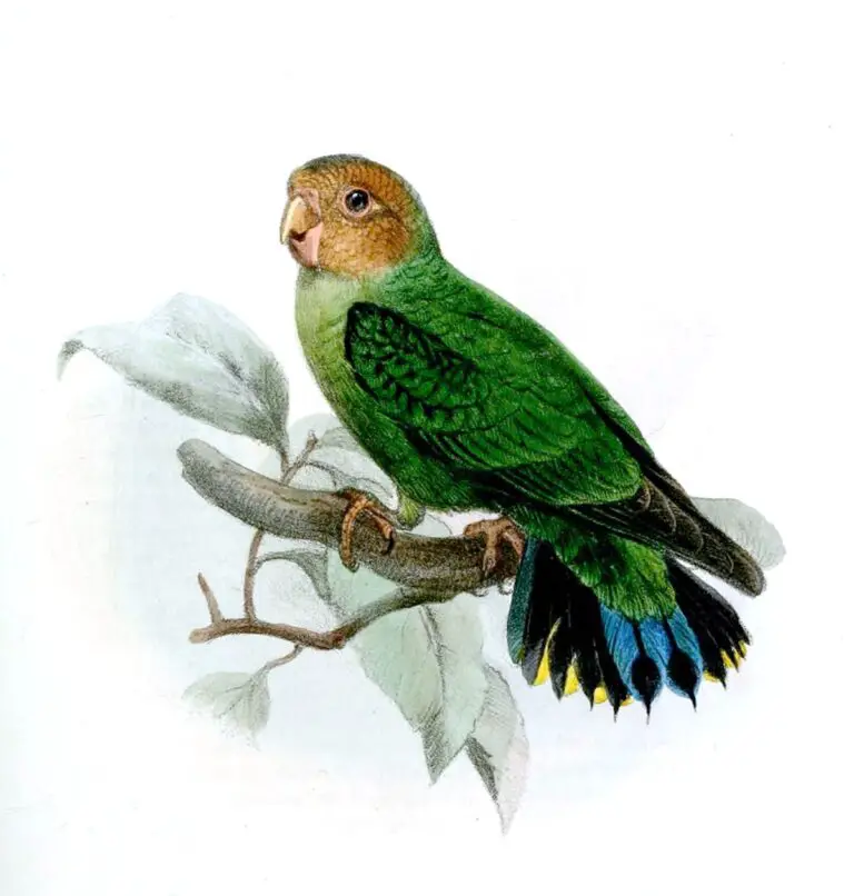 Buff-Faced Pygmy Parrot