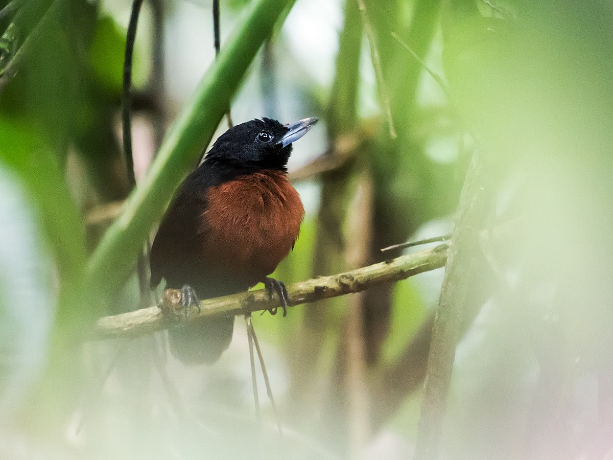 Black Bushbird