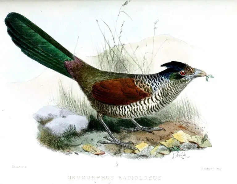 Banded Ground Cuckoo