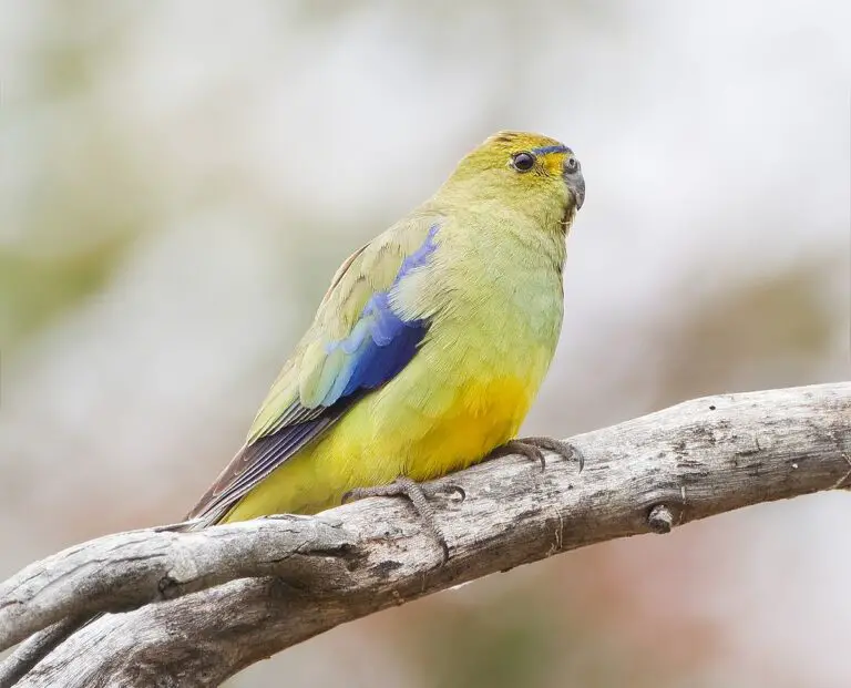 Blue-Winged Parrot