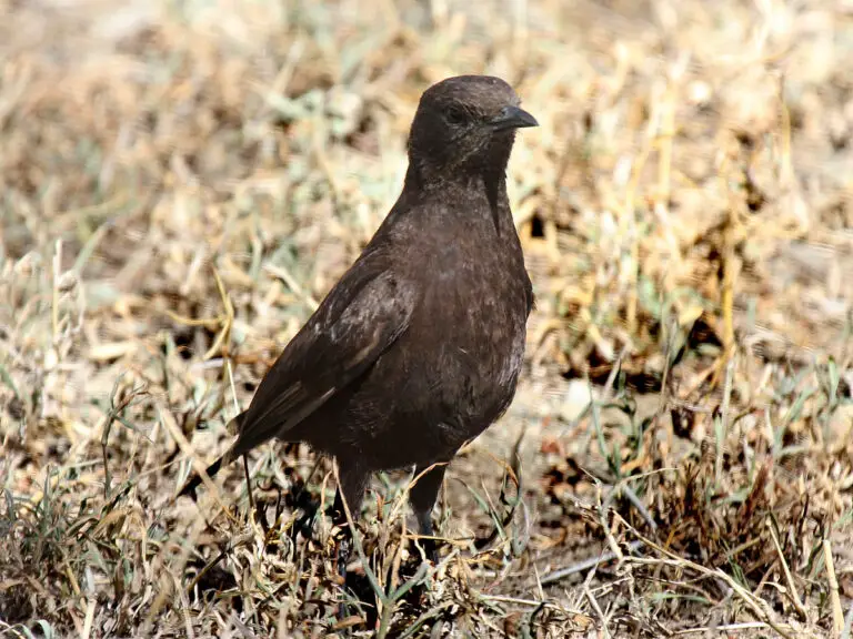 Anteater Chat