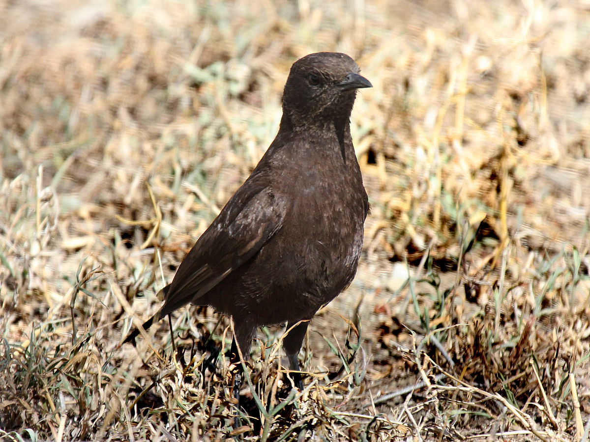 Anteater Chat