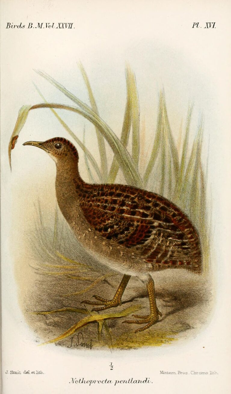 Andean Tinamou