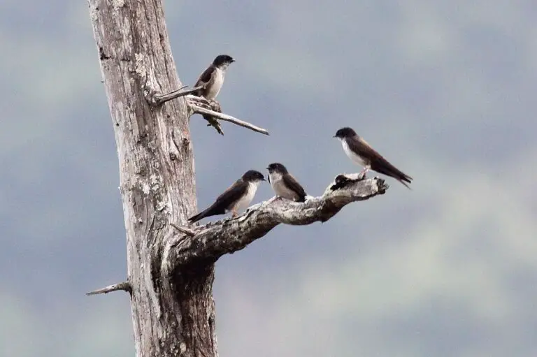 Black-Capped Swallow