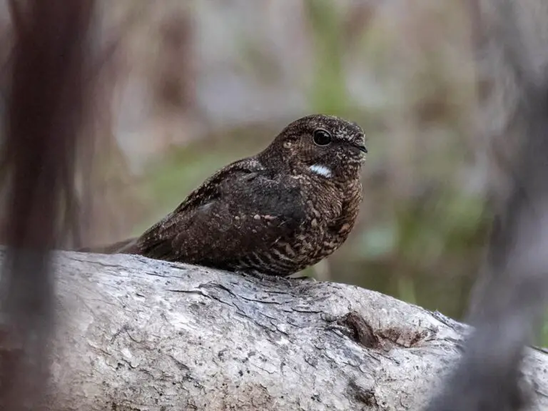 Band-Tailed Nighthawk