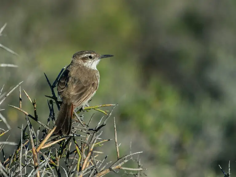 Band-Tailed Earthcreeper