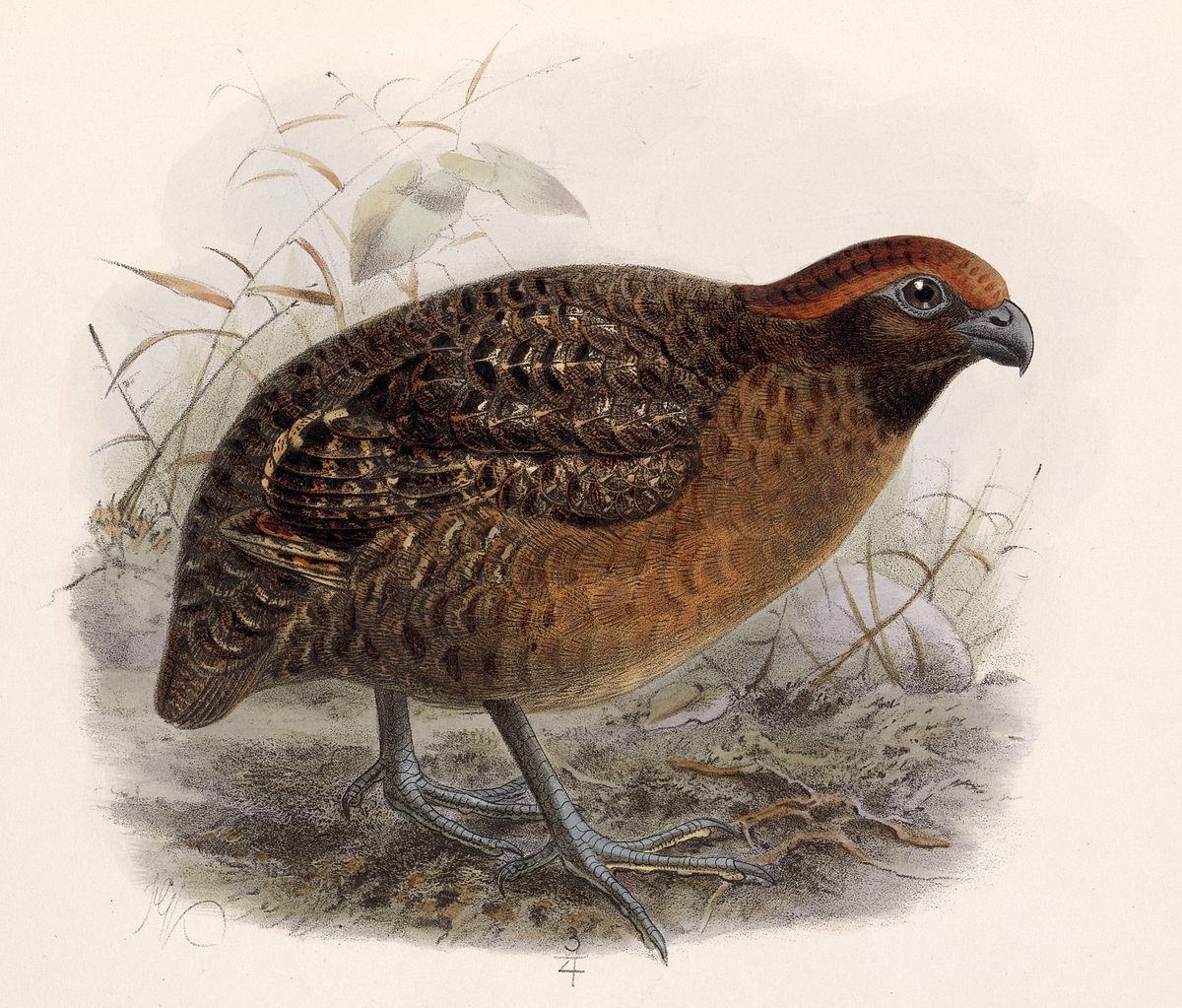 Black-Eared Wood Quail