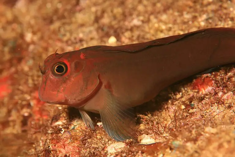 Blenny