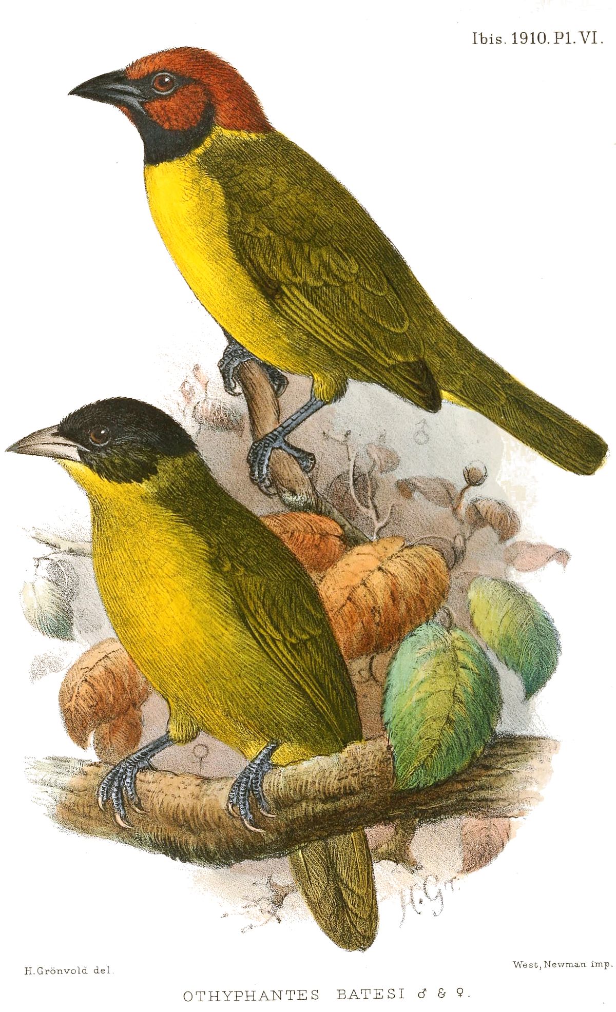 Bates'S Weaver