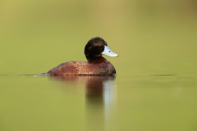 Blue-Billed Duck