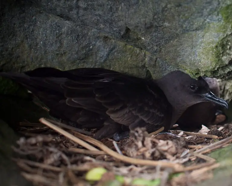 Bulwer'S Petrel