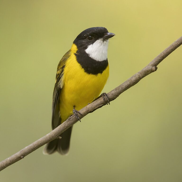 Australian Golden Whistler