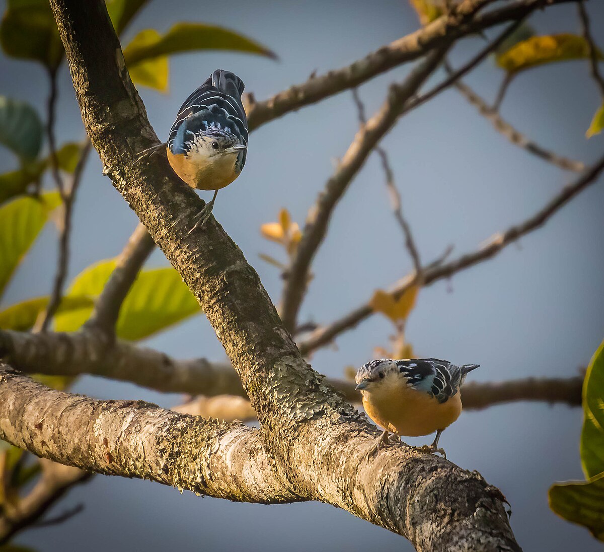 Beautiful Nuthatch