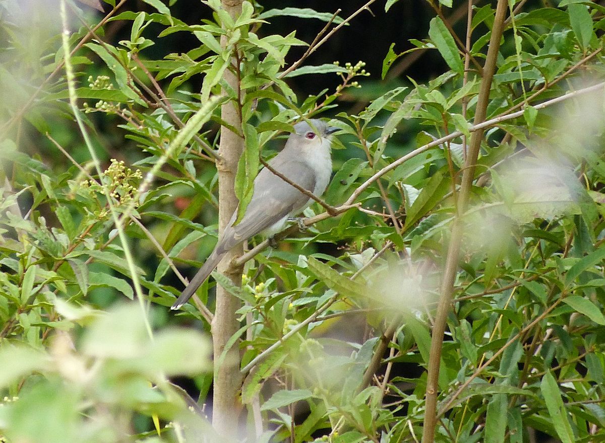 Ash-Colored Cuckoo