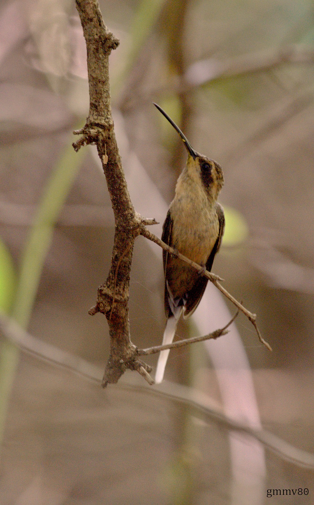 Buff-Bellied Hermit