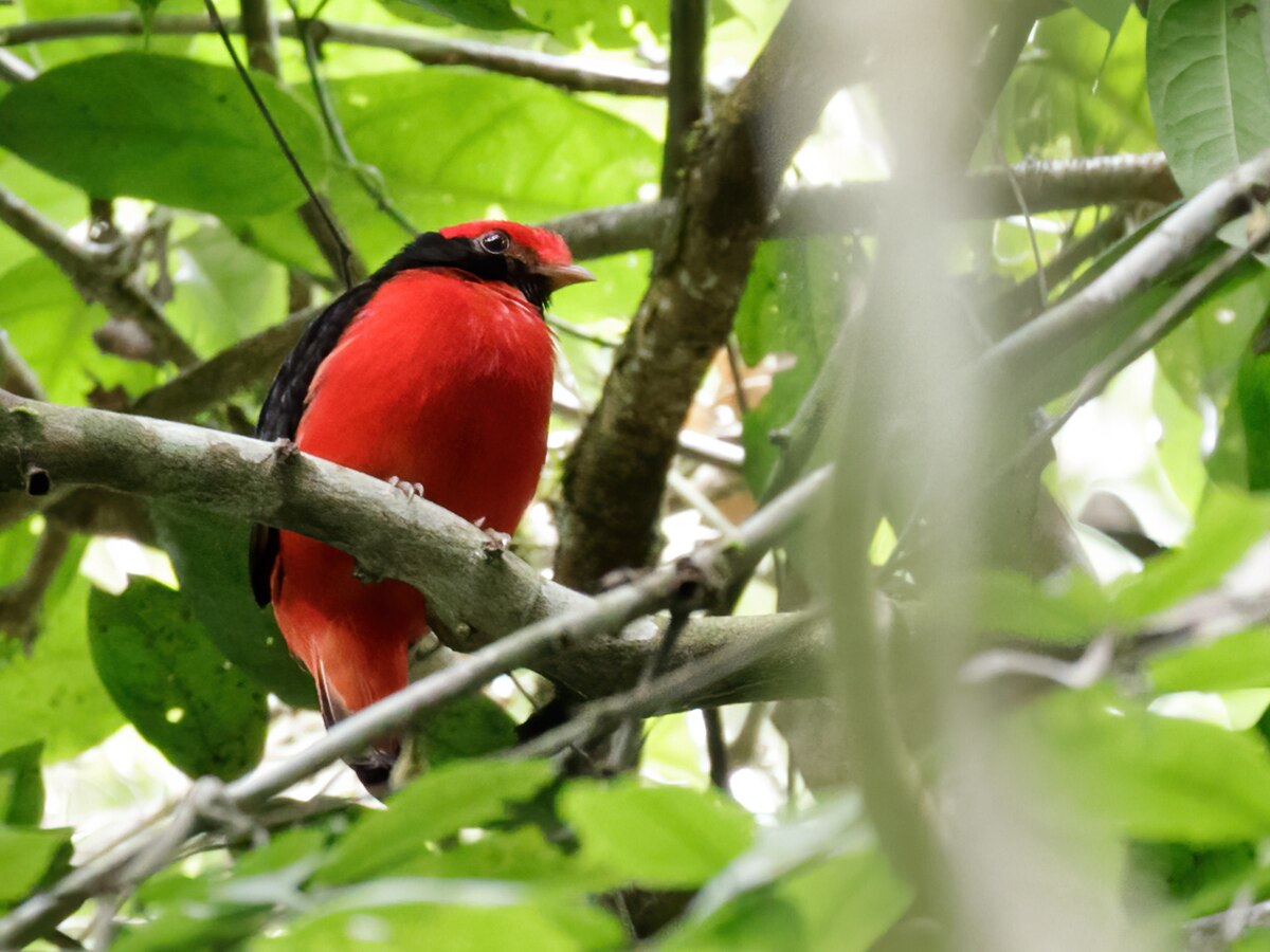 Black-Necked Red Cotinga