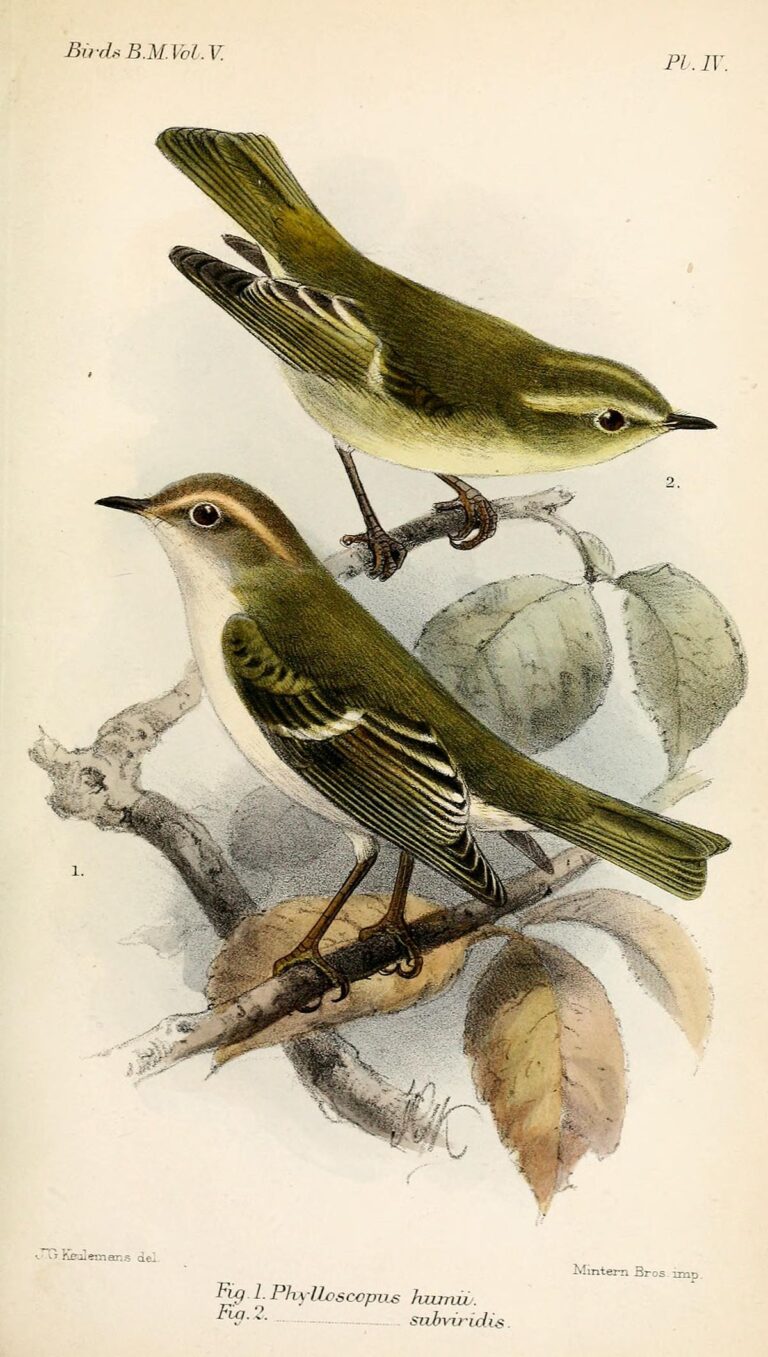 Brooks'S Leaf Warbler