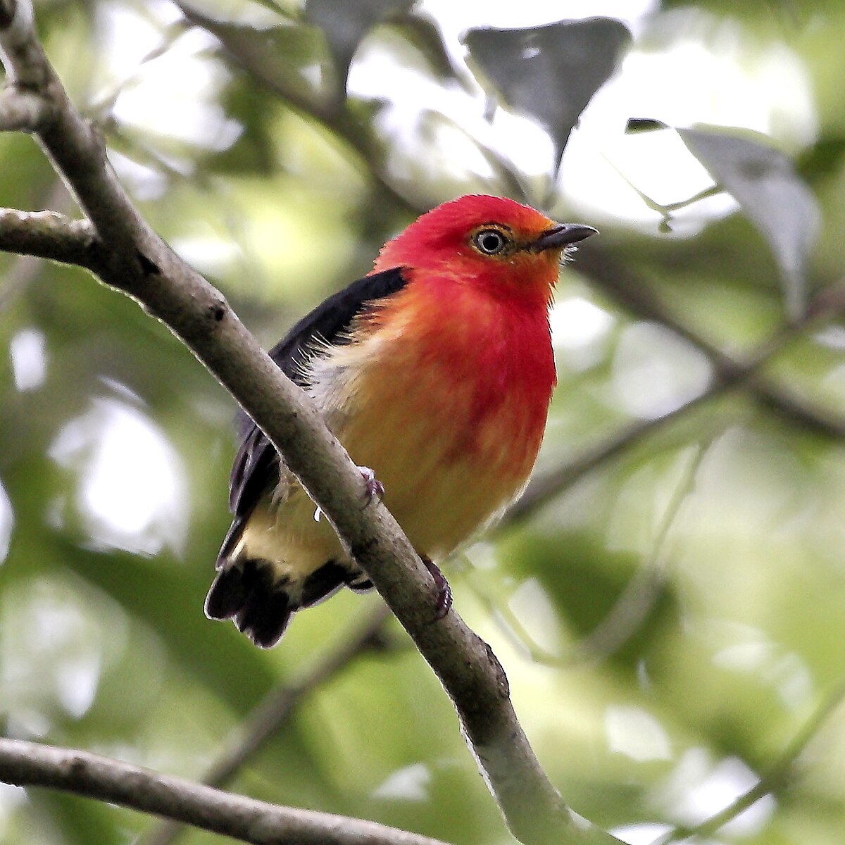 Band-Tailed Manakin