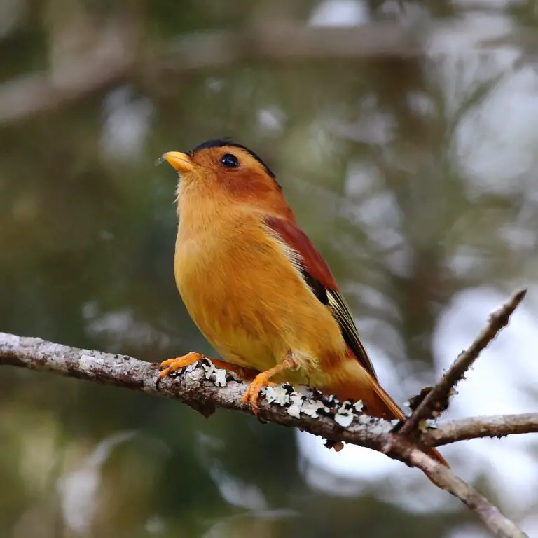 Black-Capped Piprites