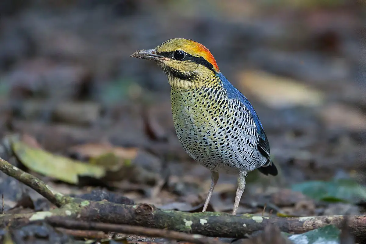 Blue Pitta