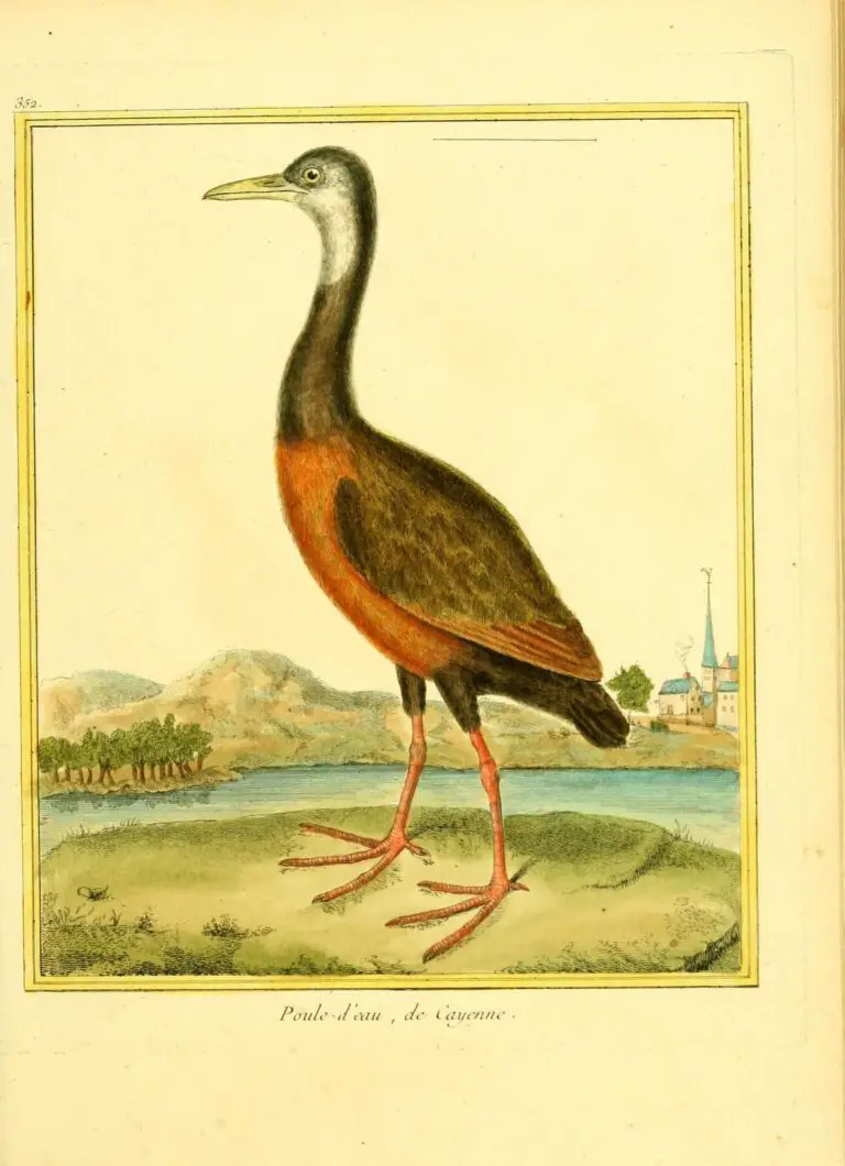 Brown Wood Rail