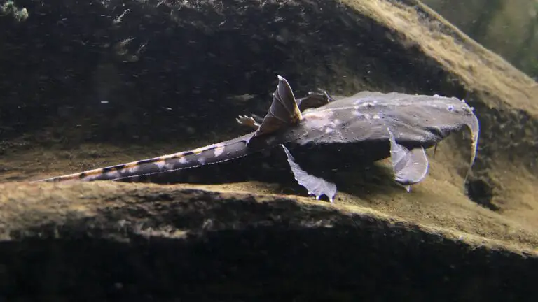 Banjo Catfish