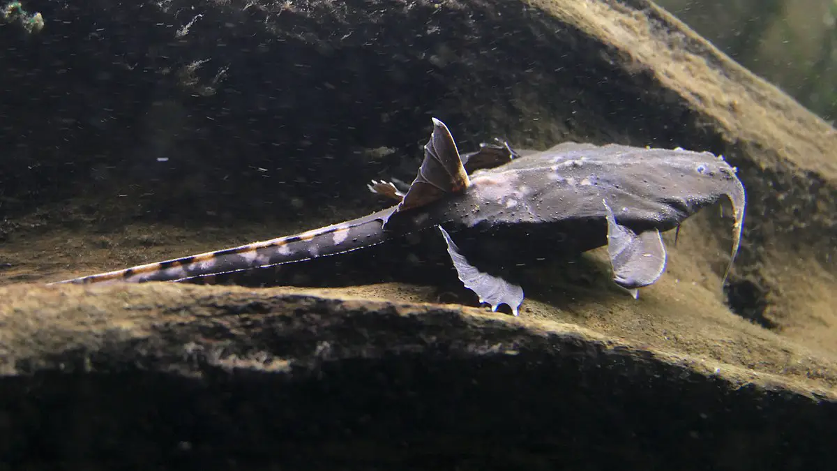 Banjo Catfish