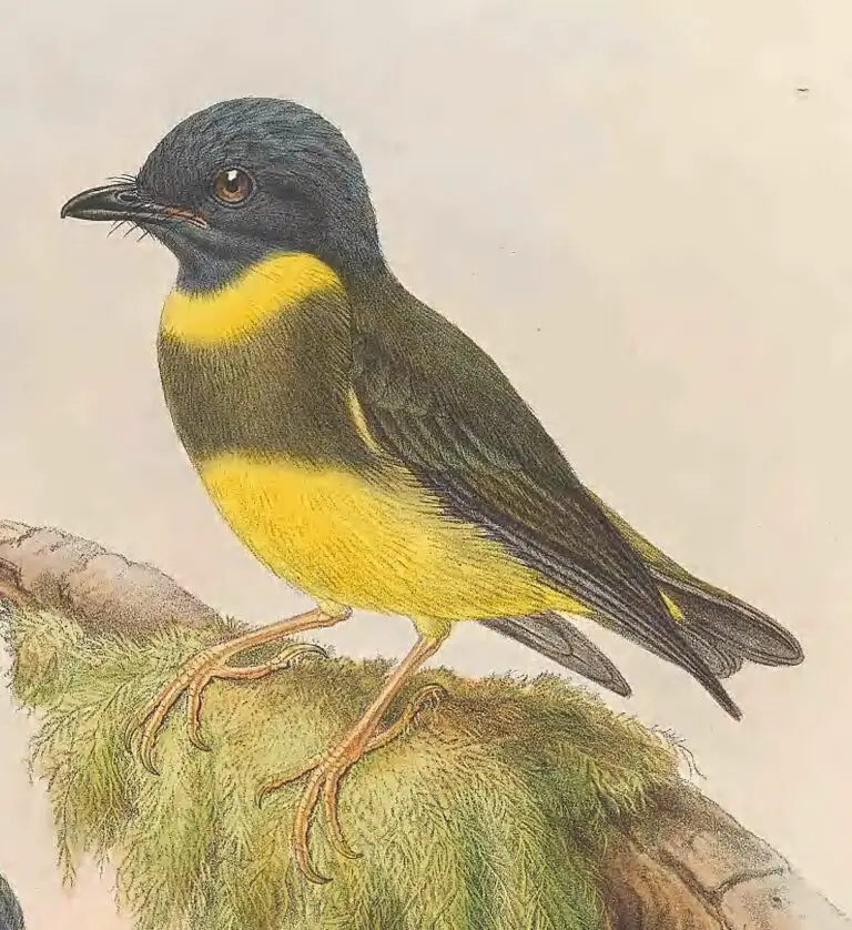 Banded Yellow Robin