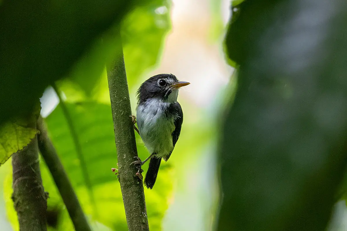 Black-And-White Tody-Flycatcher