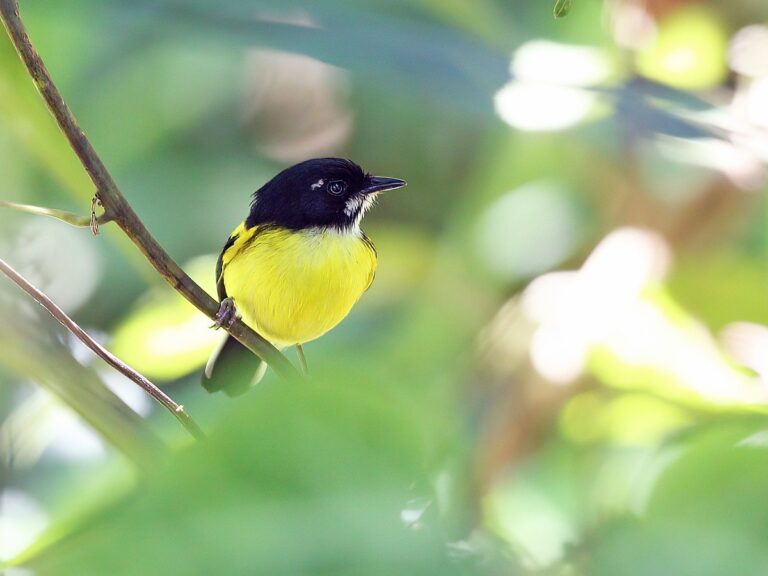 Black-Backed Tody-Flycatcher