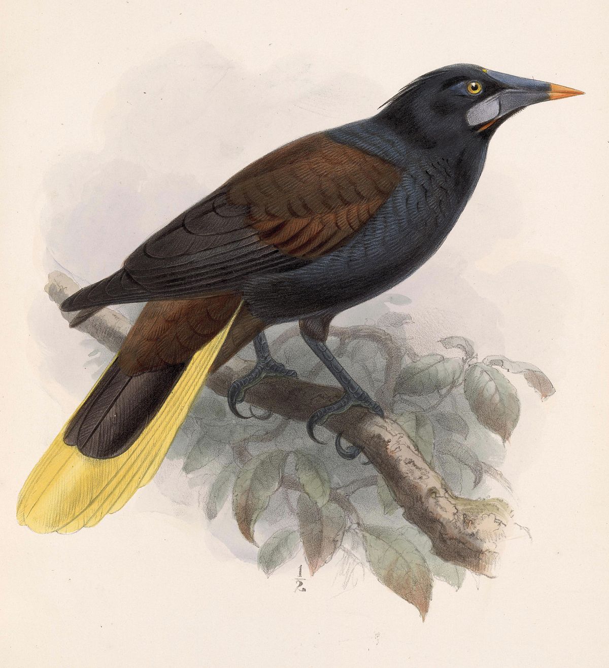 Black Oropendola