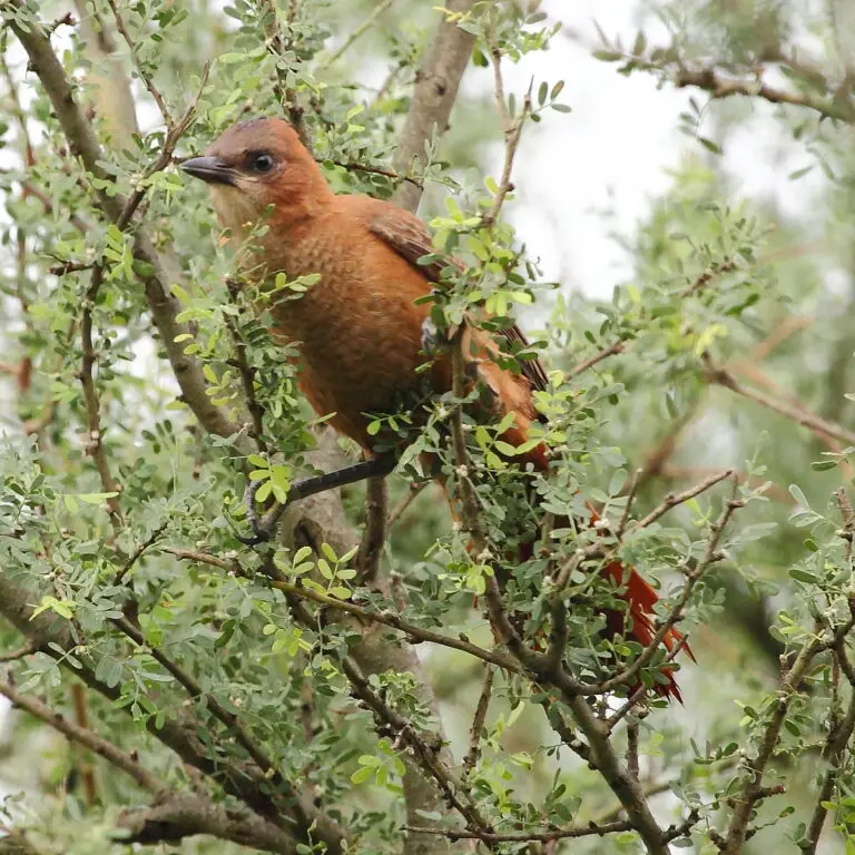 Brown Cacholote