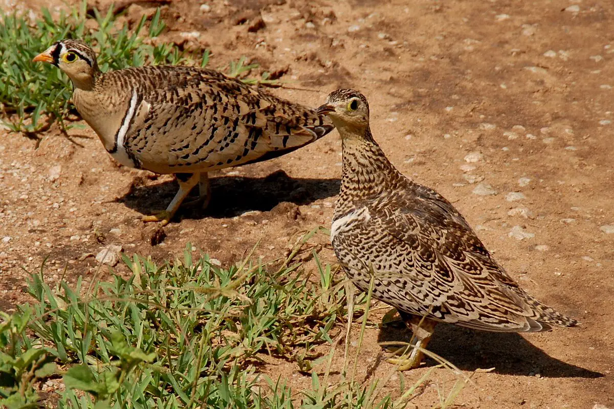 Black-Faced Sandgrouse