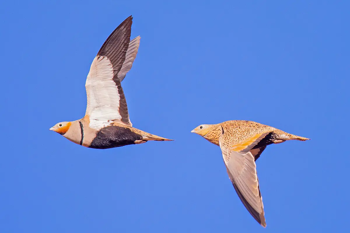 Black-Bellied Sandgrouse