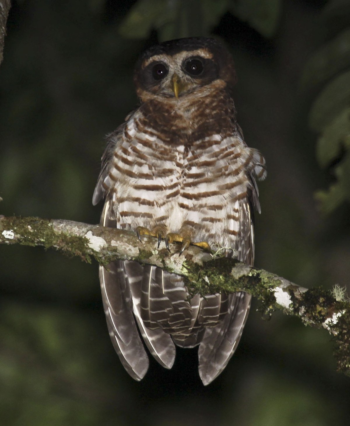 Band-Bellied Owl