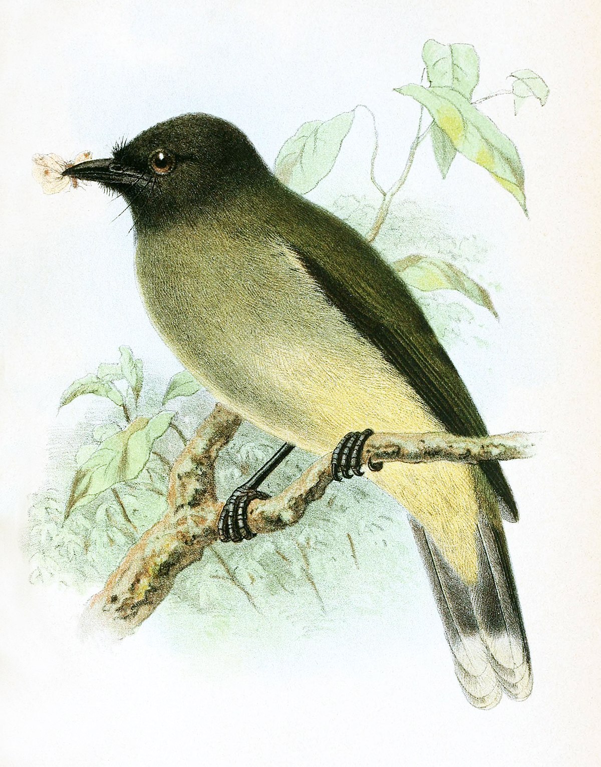 Blue-Wattled Bulbul