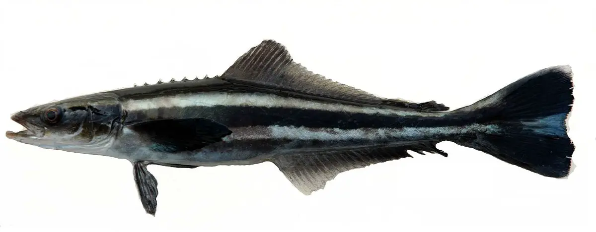 Cobia