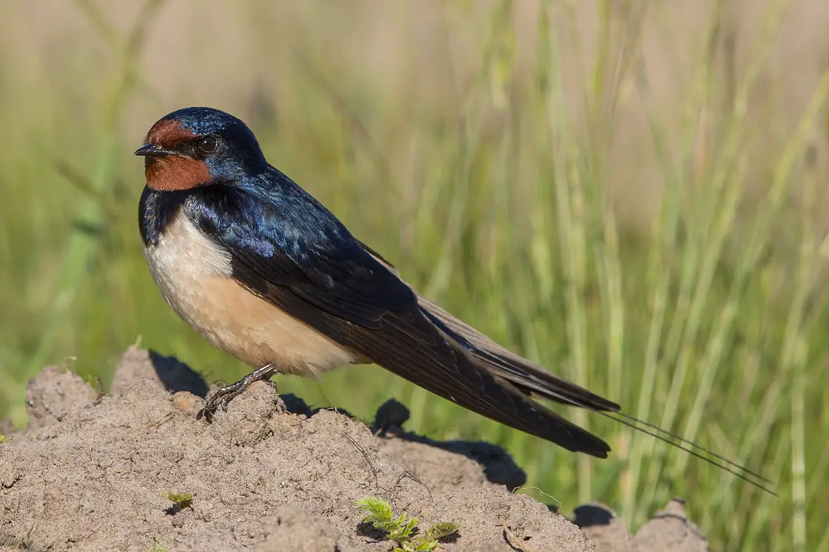 Barn Swallow