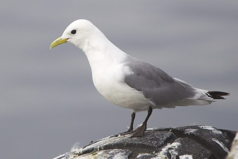 Black-Legged Kittiwake