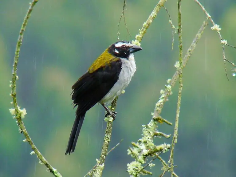 Black-Winged Saltator